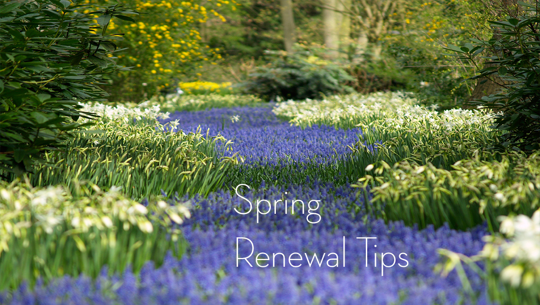 Spring Renewal Tips